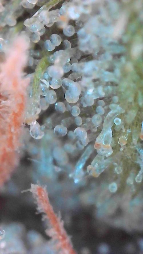 winter wonderland. Week 8 - Day 61 | 12/14