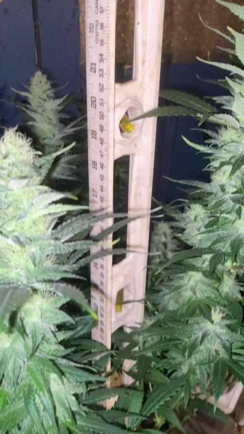 Special Kush No.1 uk summer long