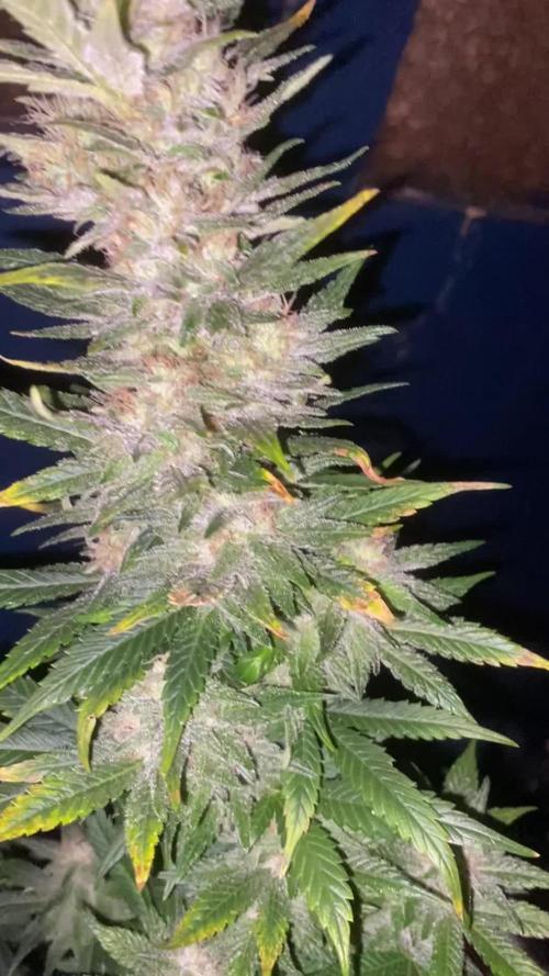 Special Kush No.1 uk summer long
