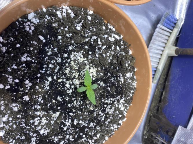 Hyperion F1 UK. Week 0 - Day 5