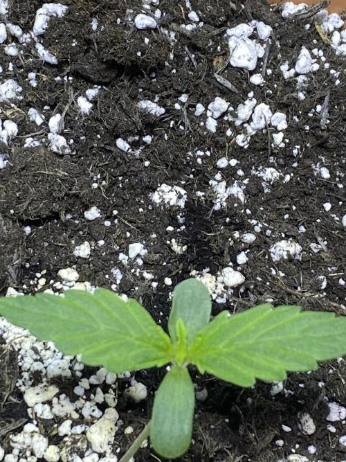 Hyperion F1 UK. Week 0 - Day 7