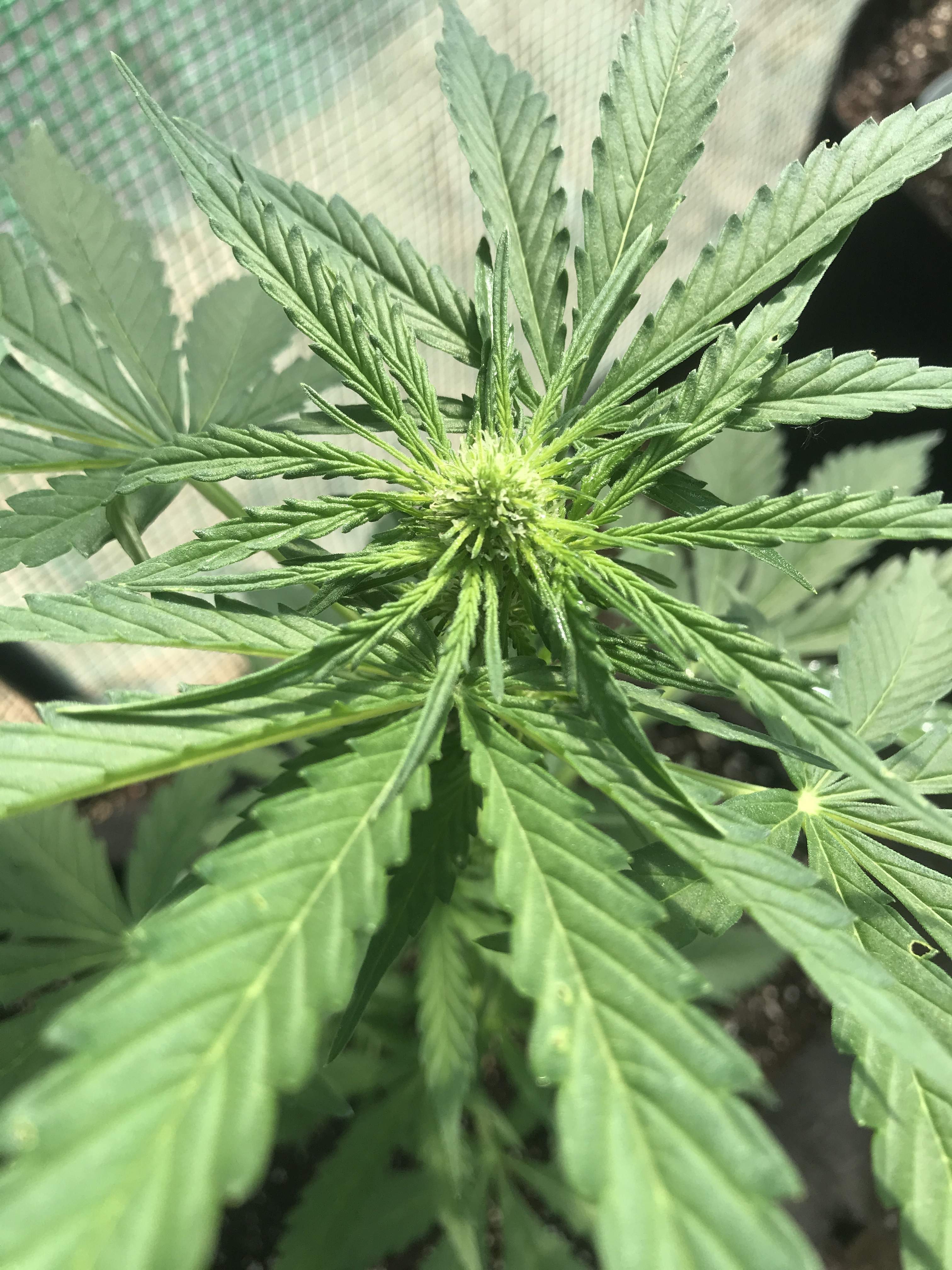 Green crack, Durban poison, Fruity pebbles, Power plant, Runtz