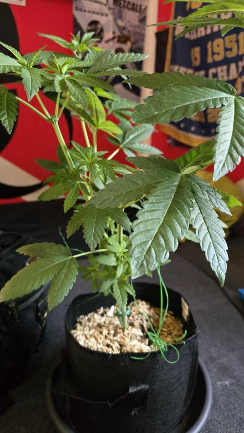 🌈 Black Rainbow Unleashed. Week 8