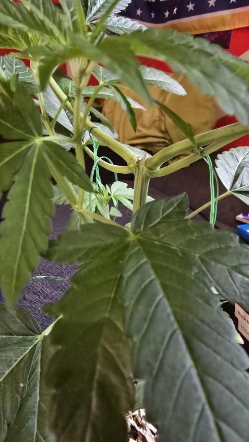 🌈 Black Rainbow Unleashed. Week 8