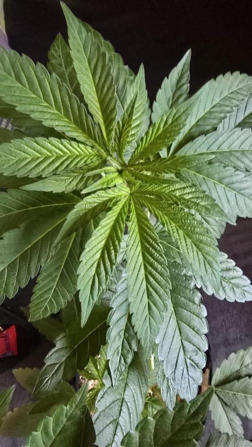 🌈 Black Rainbow Unleashed. Week 8