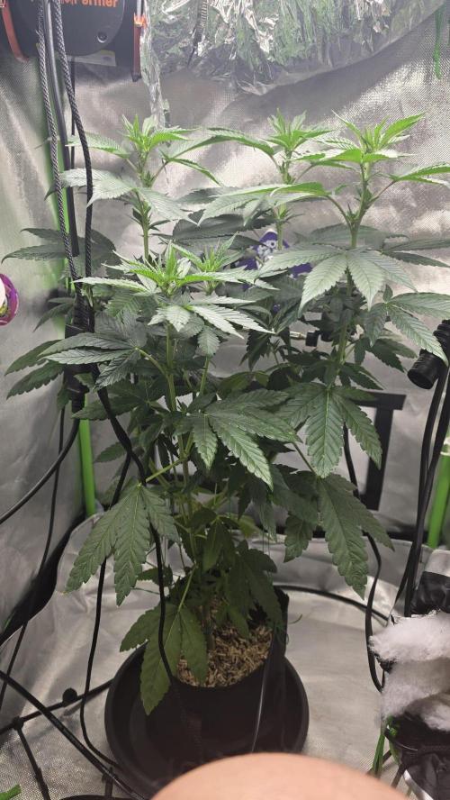 🌈 Black Rainbow Unleashed. Week 9