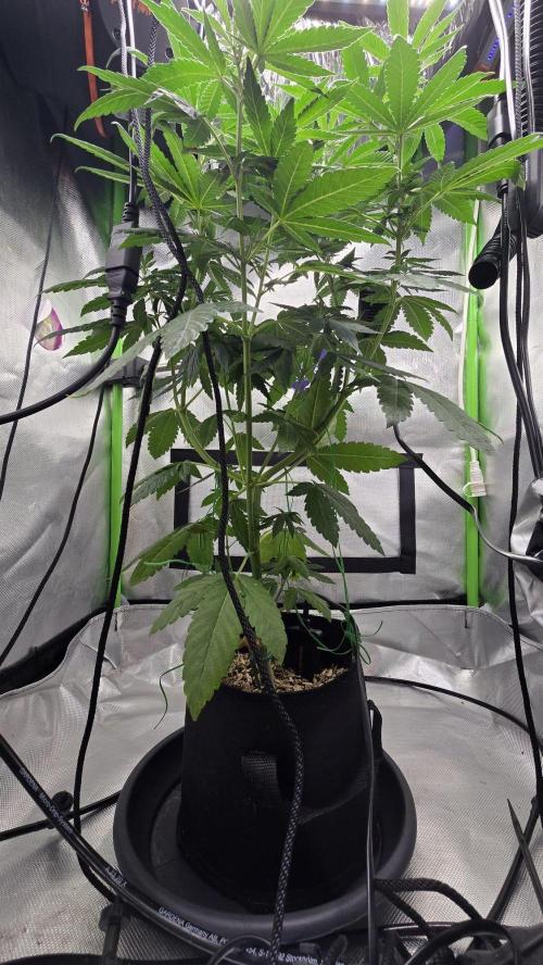 🌈 Black Rainbow Unleashed. Week 9