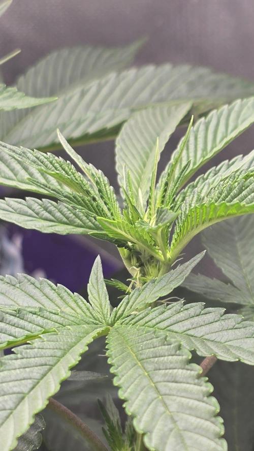 🌈 Black Rainbow Unleashed. Week 9