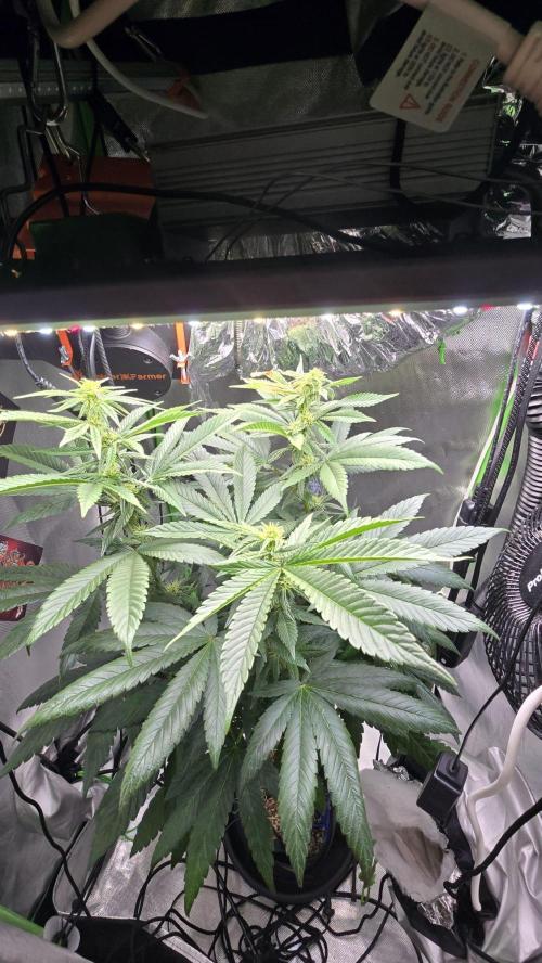 🌈 Black Rainbow Unleashed. Week 10