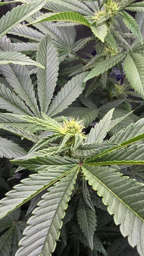 🌈 Black Rainbow Unleashed. Week 10