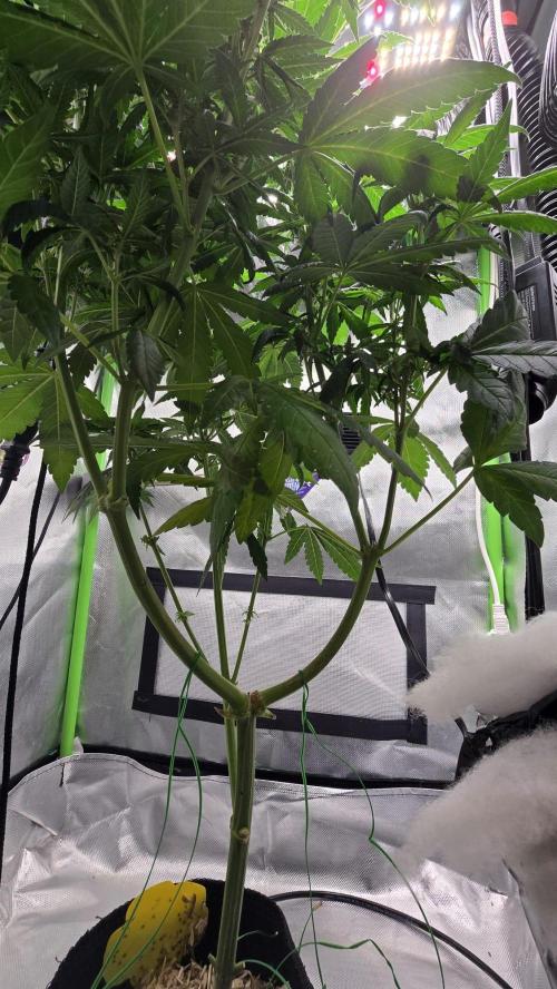 🌈 Black Rainbow Unleashed. Week 10