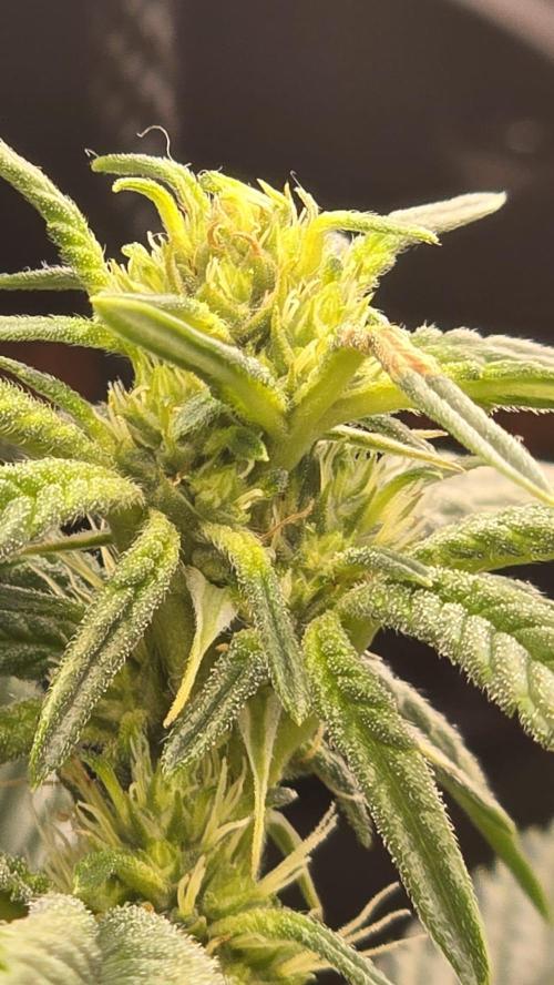 🌈 Black Rainbow Unleashed. Week 11