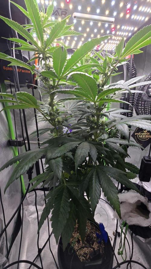 🌈 Black Rainbow Unleashed. Week 11