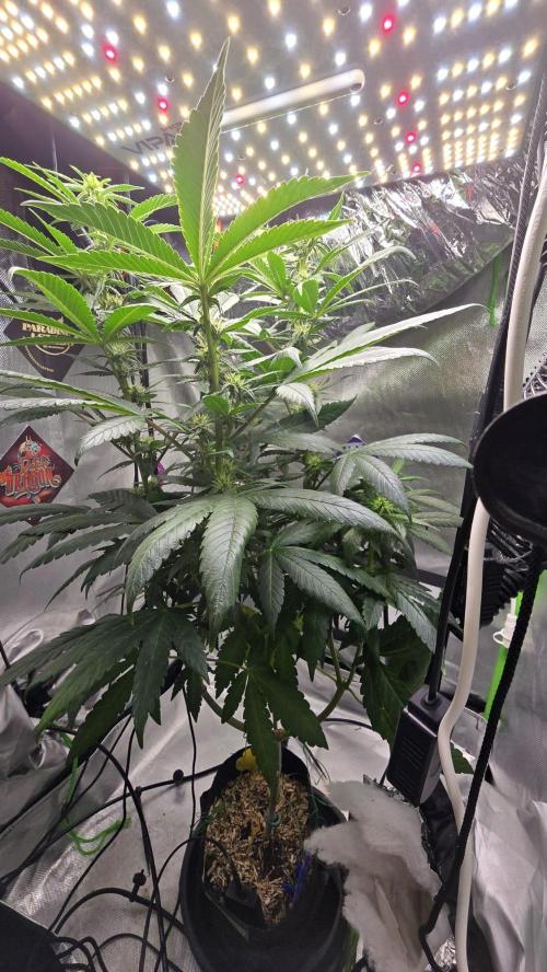 🌈 Black Rainbow Unleashed. Week 11