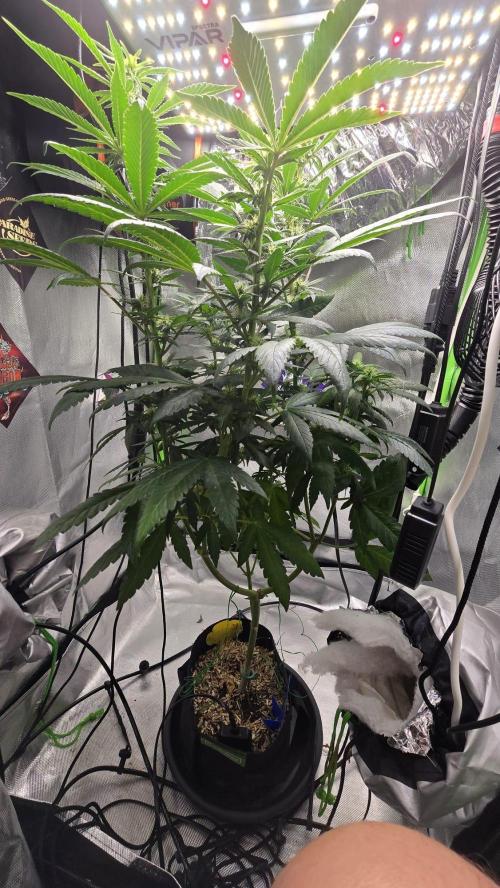 🌈 Black Rainbow Unleashed. Week 11