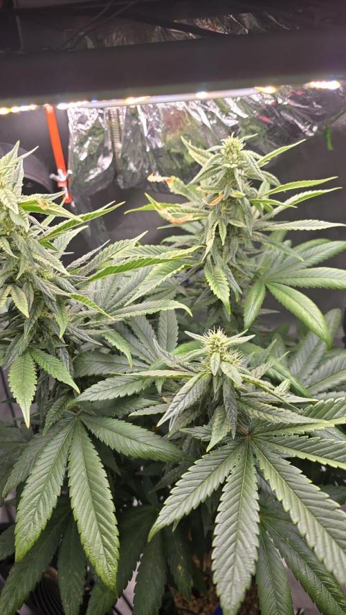 🌈 Black Rainbow Unleashed. Week 12