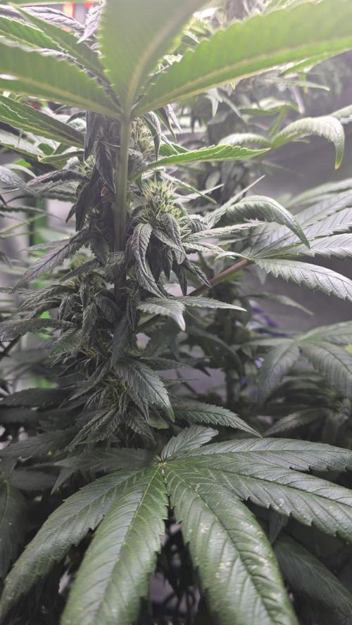 🌈 Black Rainbow Unleashed. Week 12