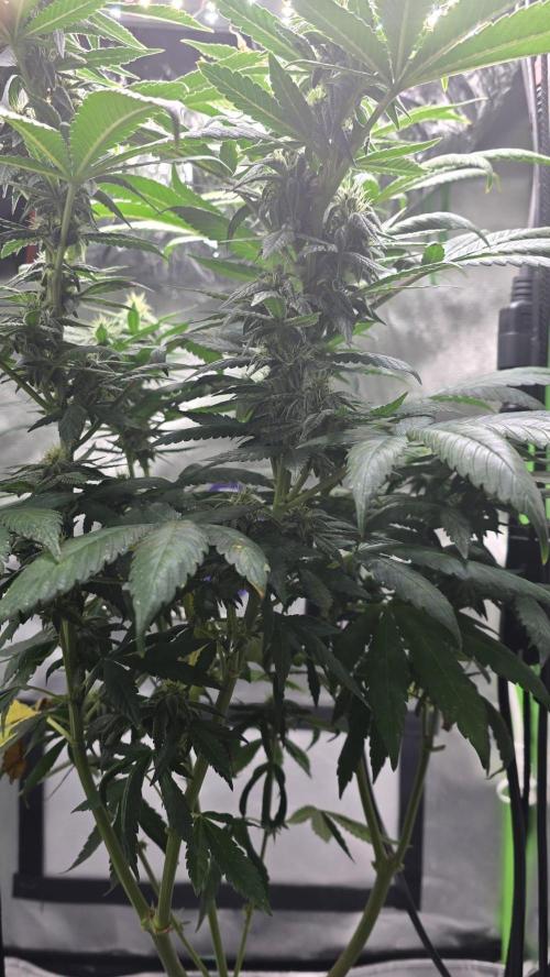 🌈 Black Rainbow Unleashed. Week 12