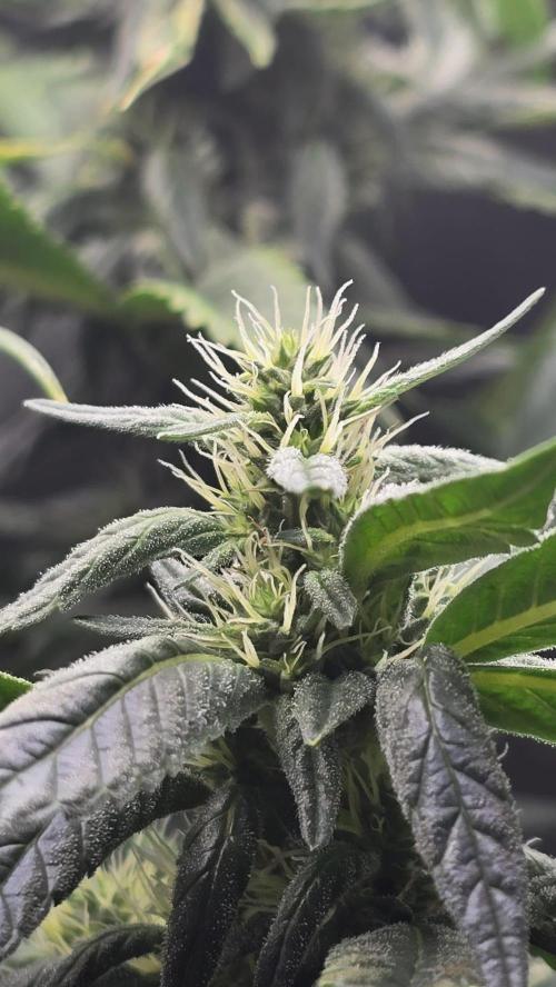 🌈 Black Rainbow Unleashed. Week 12