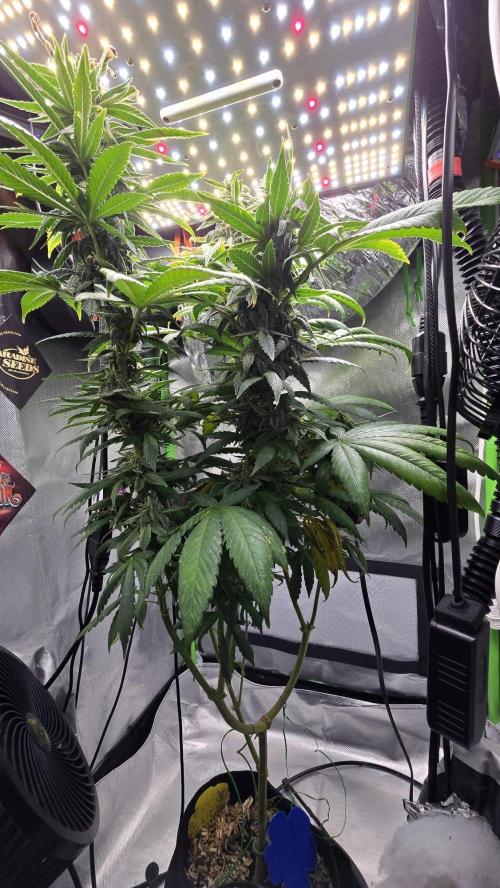 🌈 Black Rainbow Unleashed. Week 13