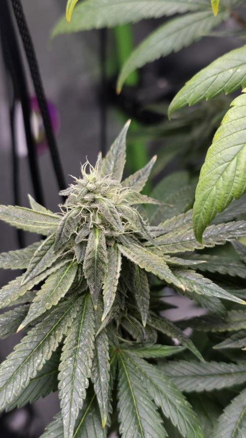 🌈 Black Rainbow Unleashed. Week 13