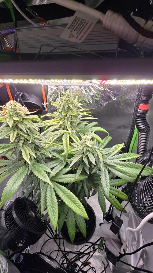 🌈 Black Rainbow Unleashed. Week 13