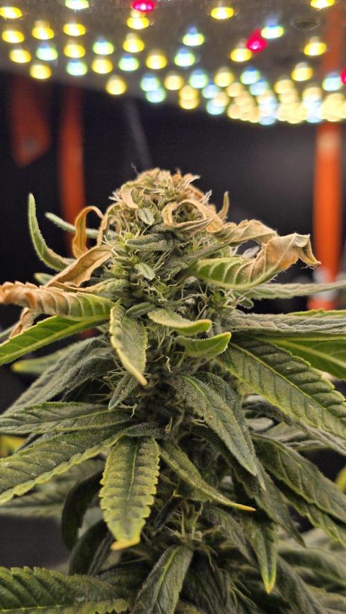 🌈 Black Rainbow Unleashed. Week 13