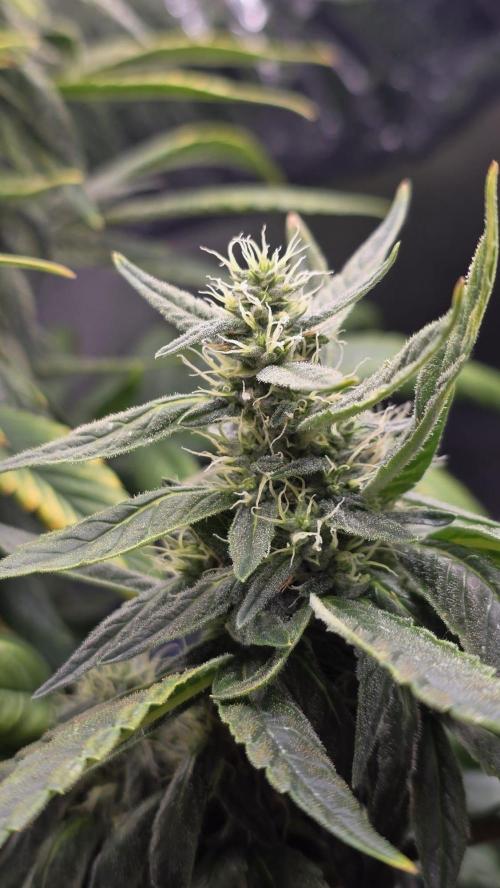 🌈 Black Rainbow Unleashed. Week 13