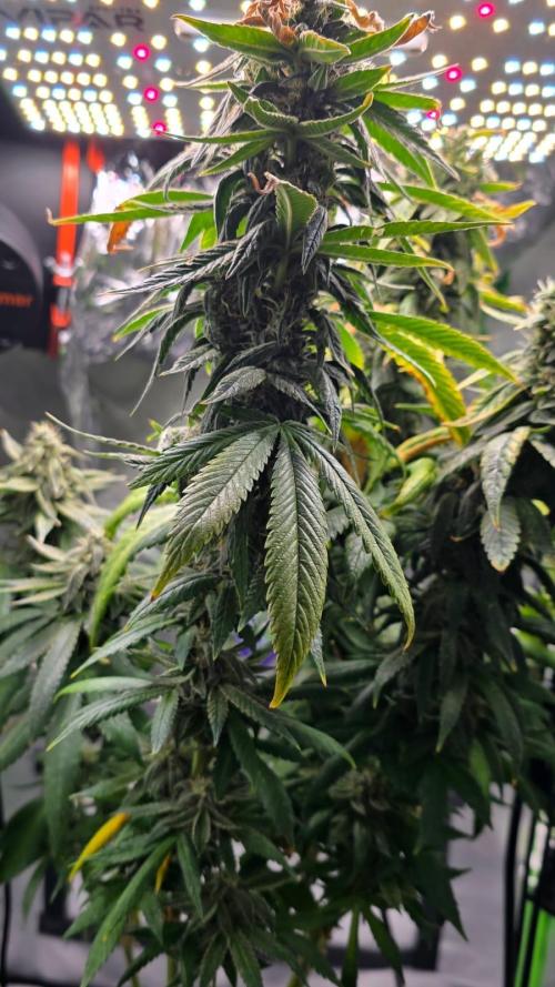 🌈 Black Rainbow Unleashed. Week 15