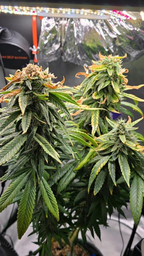 🌈 Black Rainbow Unleashed. Week 15