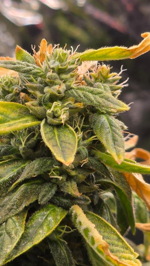 🌈 Black Rainbow Unleashed. Week 15