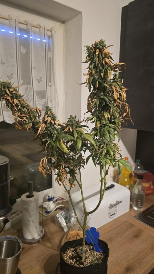 🌈 Black Rainbow Unleashed. Week 16