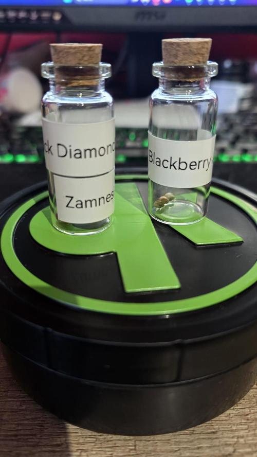 Juicy Berry Lust. Week 0