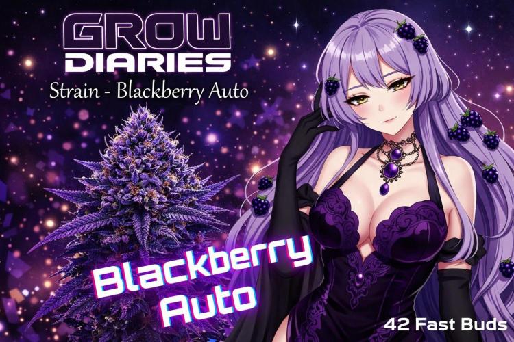 Juicy Berry Lust. Week 0