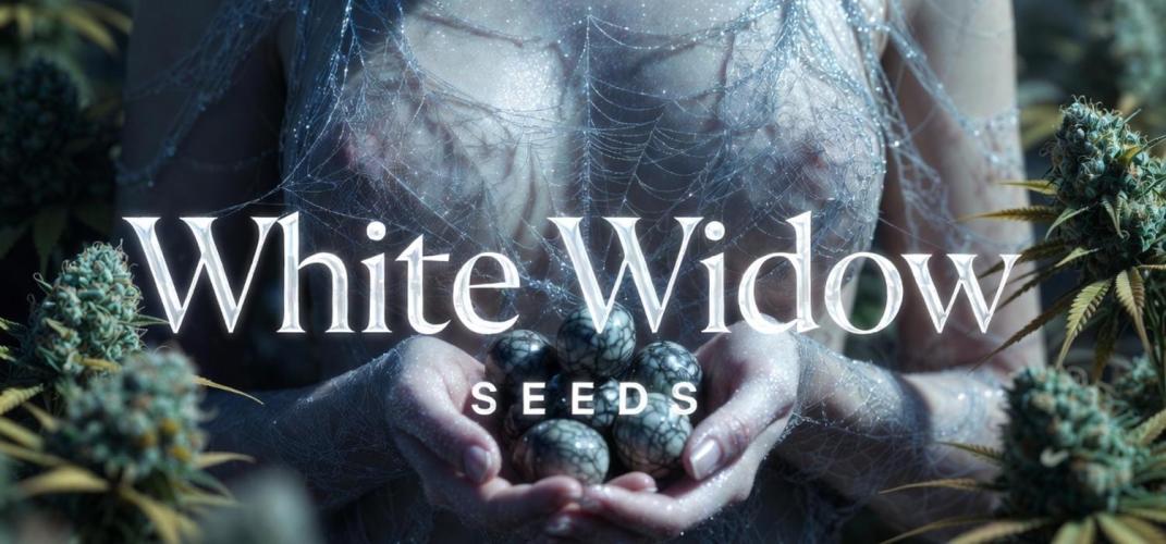 The Widow’s Garden. Week 11