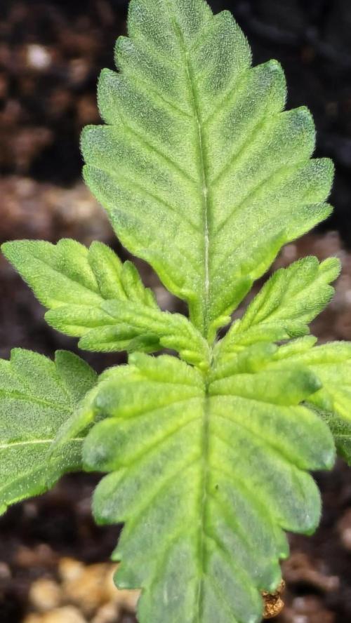 Juicy Berry Lust. Week 2