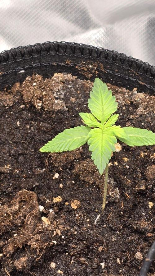 Juicy Berry Lust. Week 2