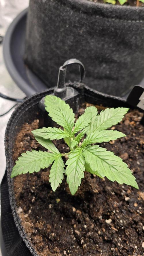 Juicy Berry Lust. Week 3