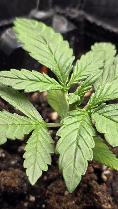 Juicy Berry Lust. Week 3