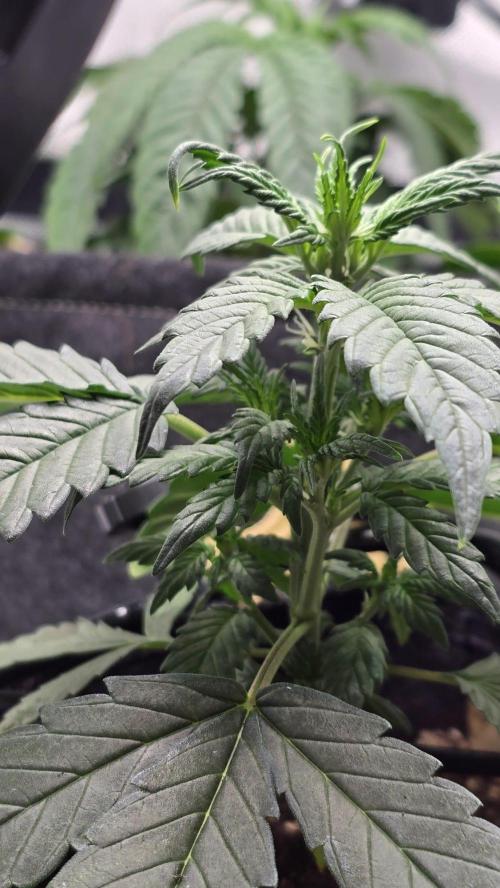 Juicy Berry Lust. Week 4