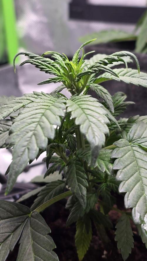 Juicy Berry Lust. Week 4