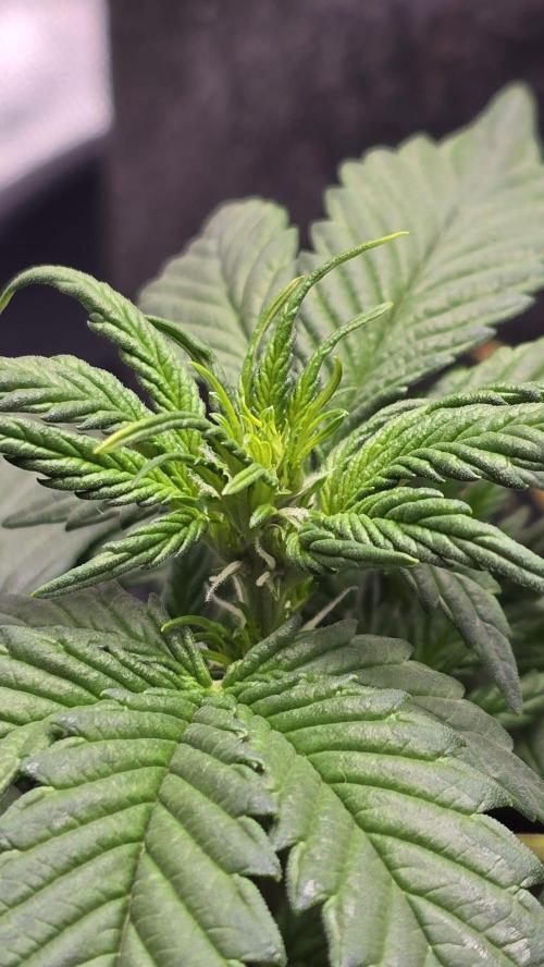 Juicy Berry Lust. Week 4