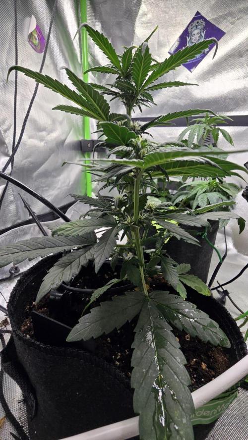 Juicy Berry Lust. Week 5