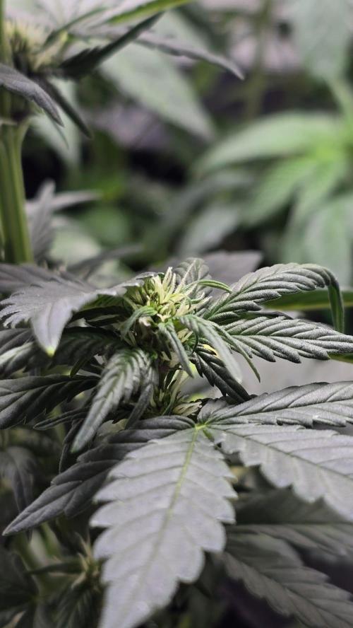 Juicy Berry Lust. Week 5