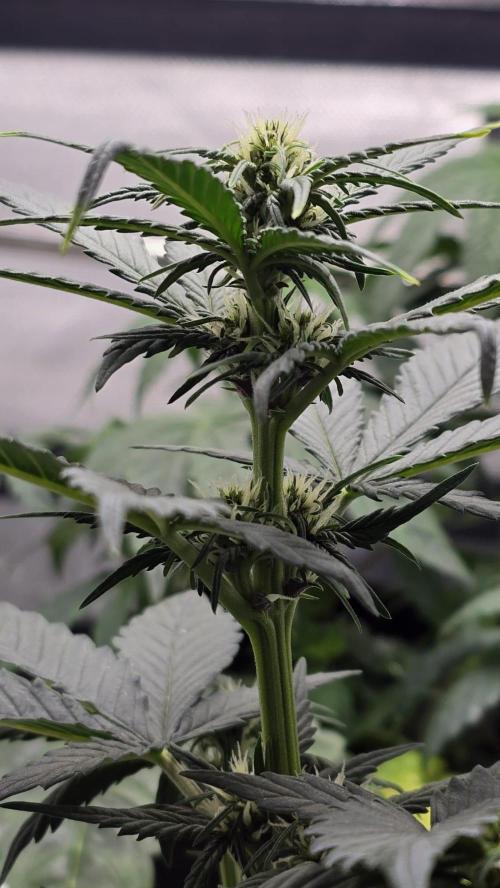 Juicy Berry Lust. Week 5