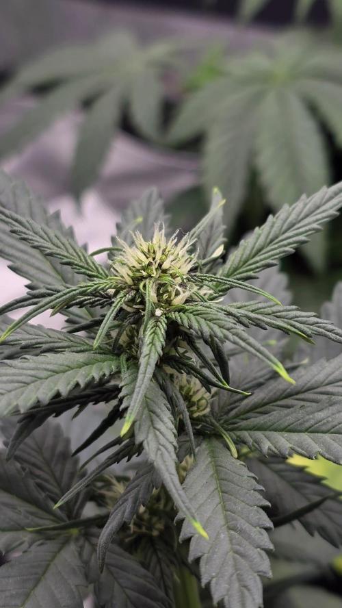 Juicy Berry Lust. Week 5