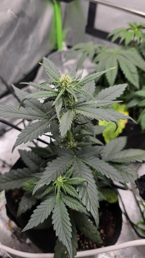 Juicy Berry Lust. Week 5