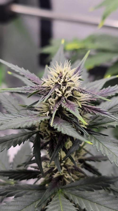 Juicy Berry Lust. Week 6