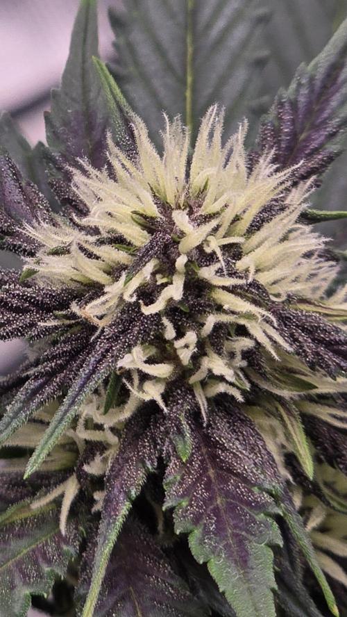 Juicy Berry Lust. Week 6