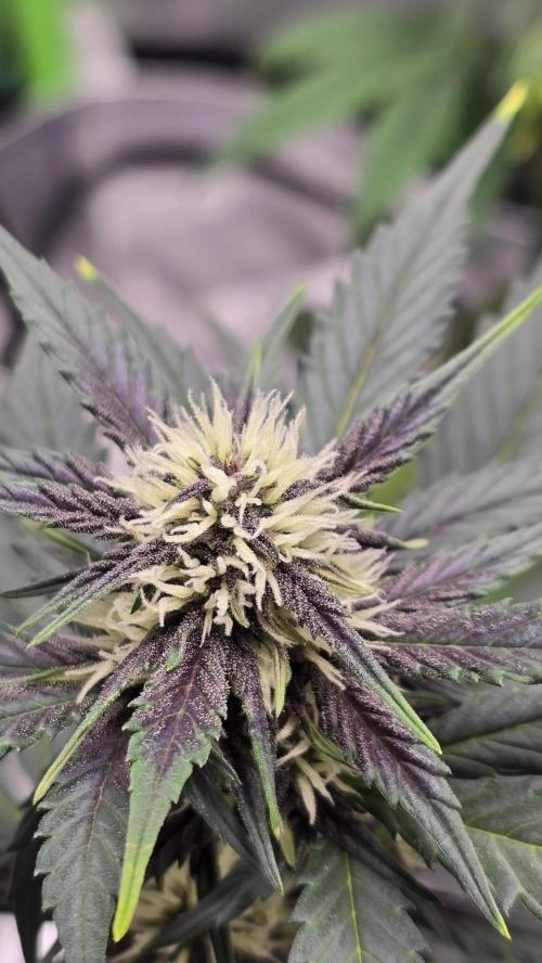 Juicy Berry Lust. Week 6